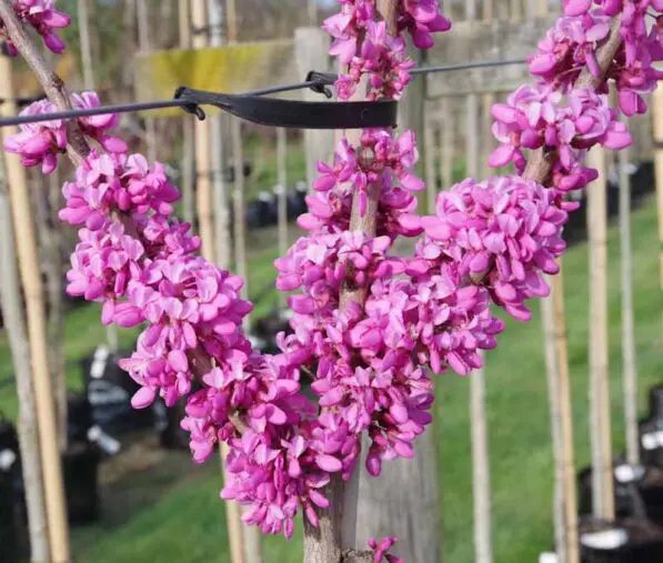 Cercis chinensis 'Avondale'