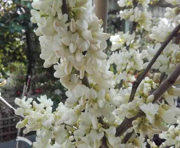 Cercis 'Spring Snow'
