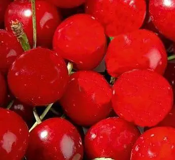 Cherry 'Griotella'