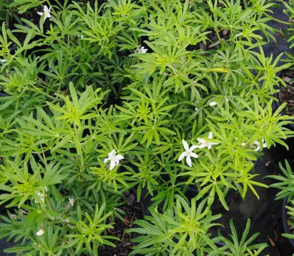 Choisya x dewitteana 'White Dazzler' PVR