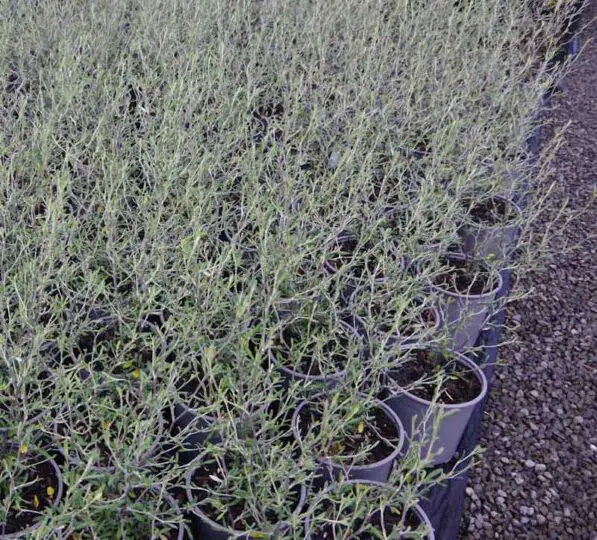 Corokia 'Clover' PVR