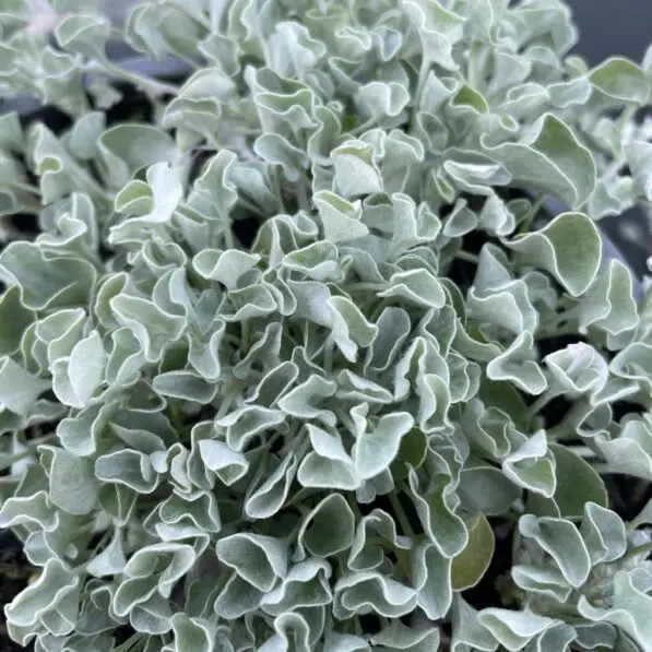 Dichondra 'Silver Falls'