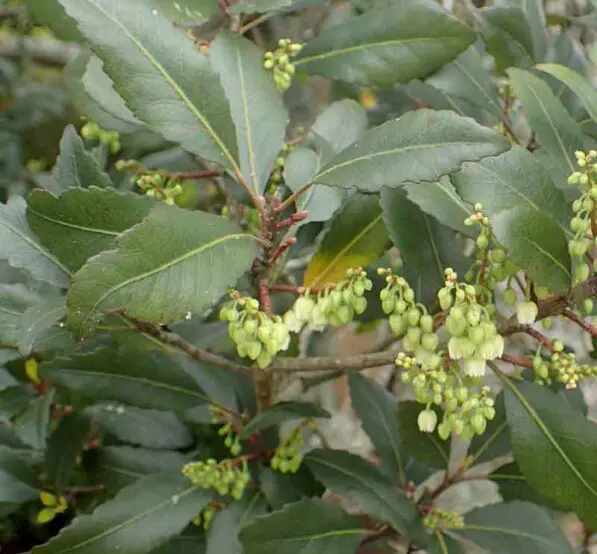 Elaeocarpus hookerianus