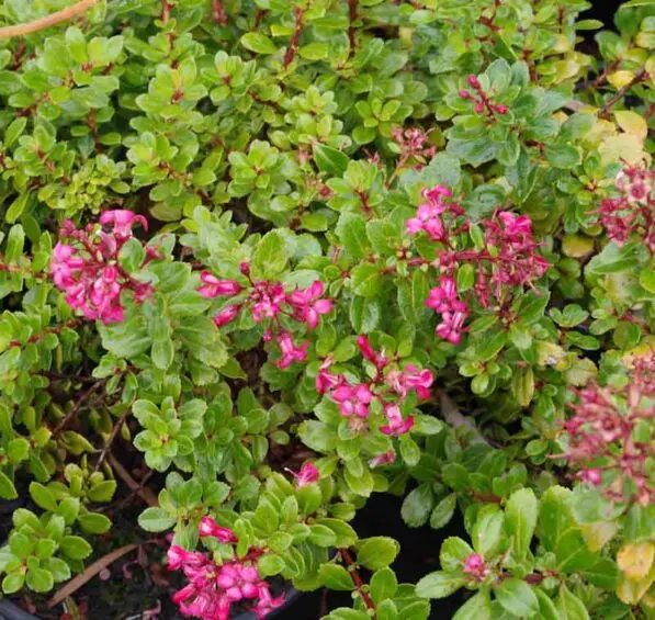 Escallonia 'Red Dream'