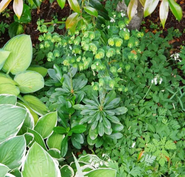Euphorbia amygdaloides var. robbiae