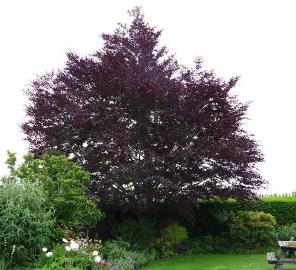 Fagus sylvatica 'Riversii'