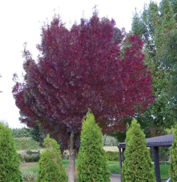 Fraxinus 'Raywood'