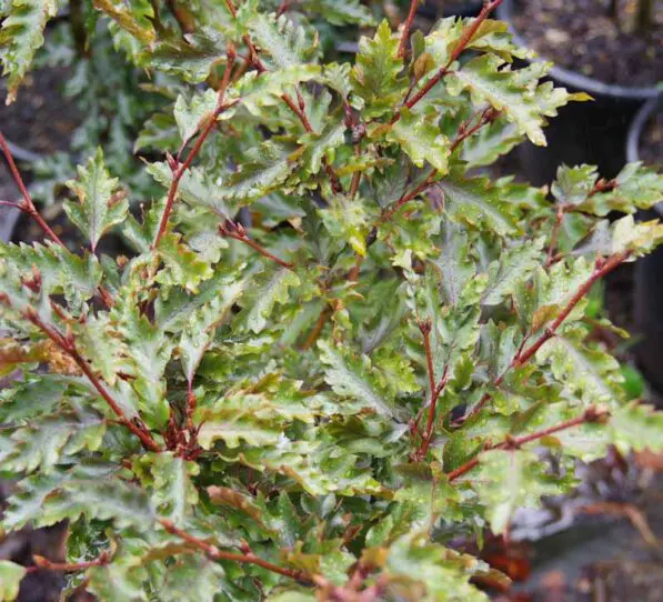 Fagus sylvatica 'Rohanii'