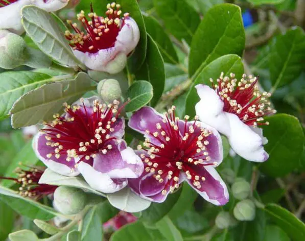 Feijoa sellowiana