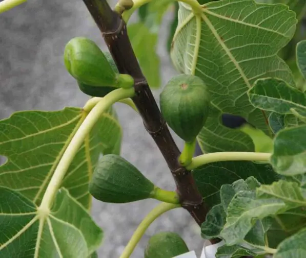 Fig 'French Sugar'