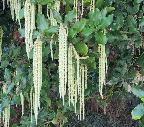 Garrya elliptica