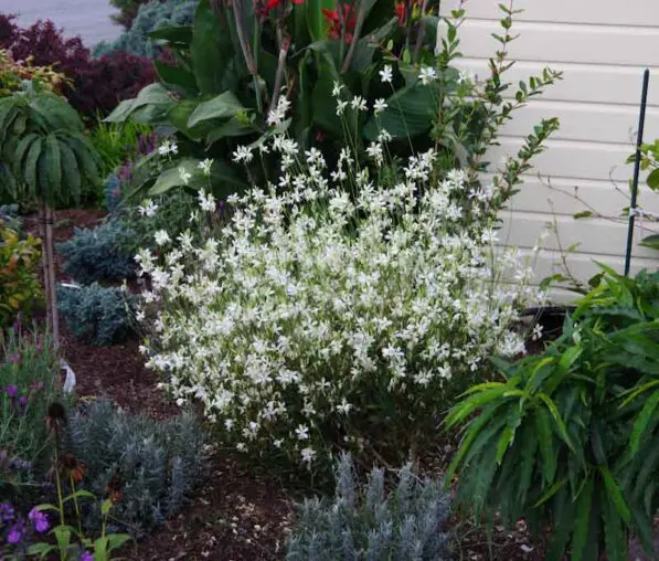 Gaura 'So White'