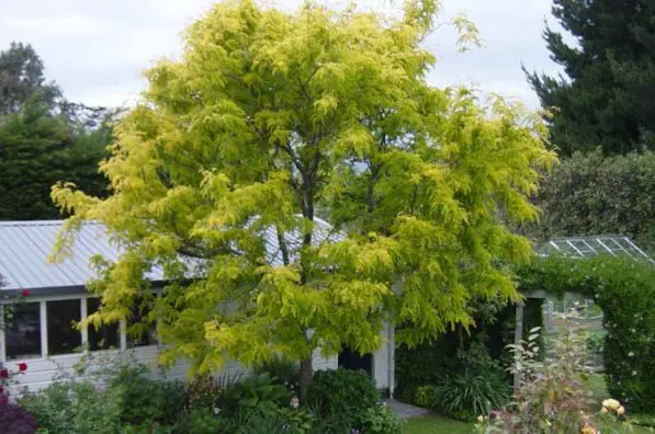 Gleditsia 'Sunburst'