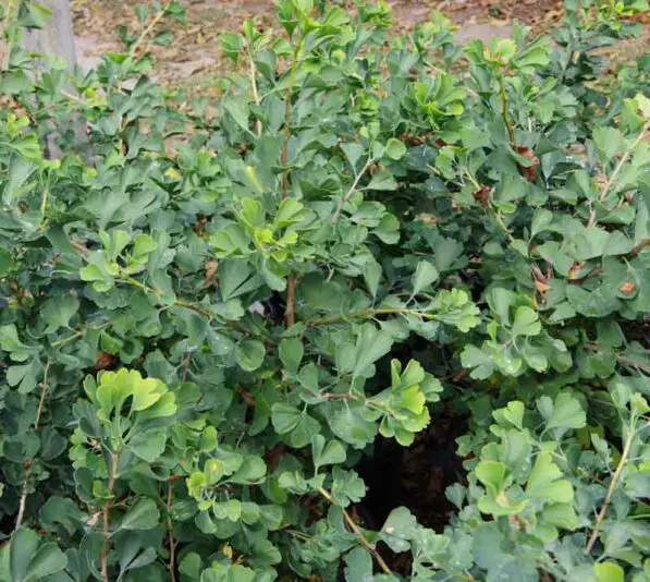 Ginkgo 'Little Weeper'