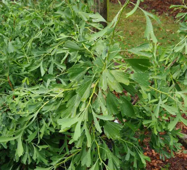 Ginkgo 'Saratoga'