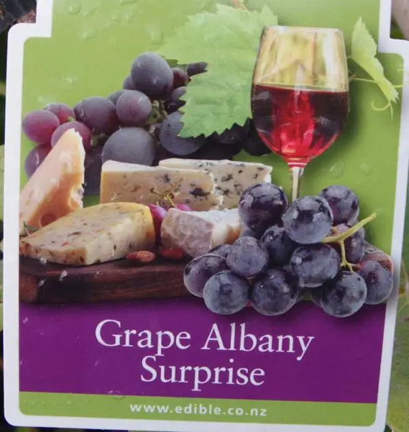 Grape 'Albany Surprise'