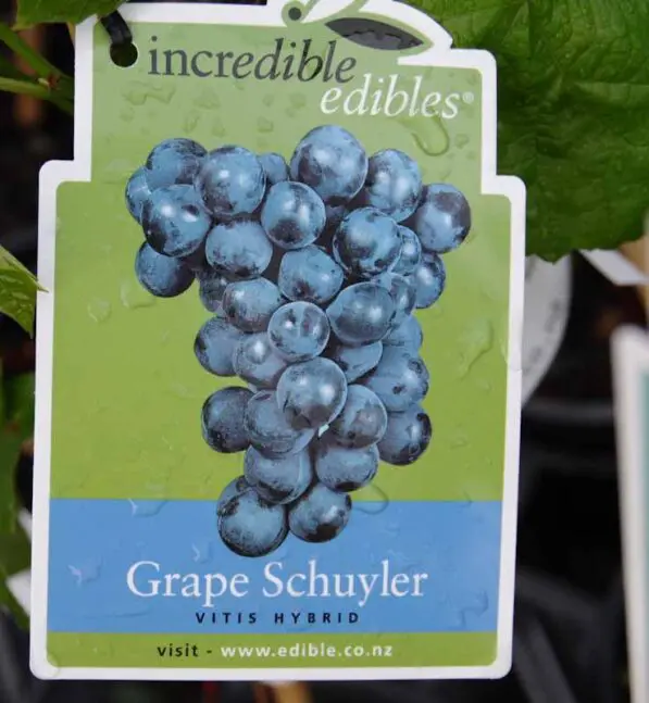 Grape 'Schuyler'