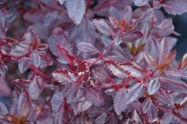 Haloragis erecta 'Purpurea'
