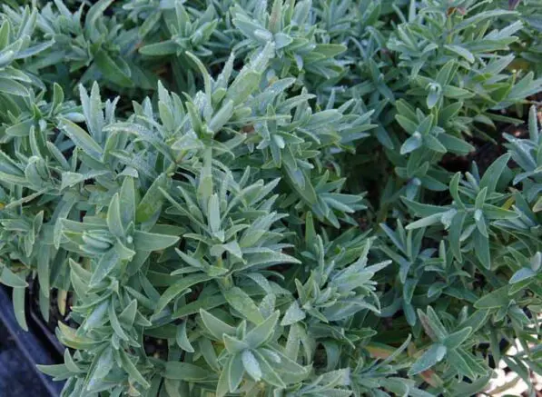 Hebe albicans