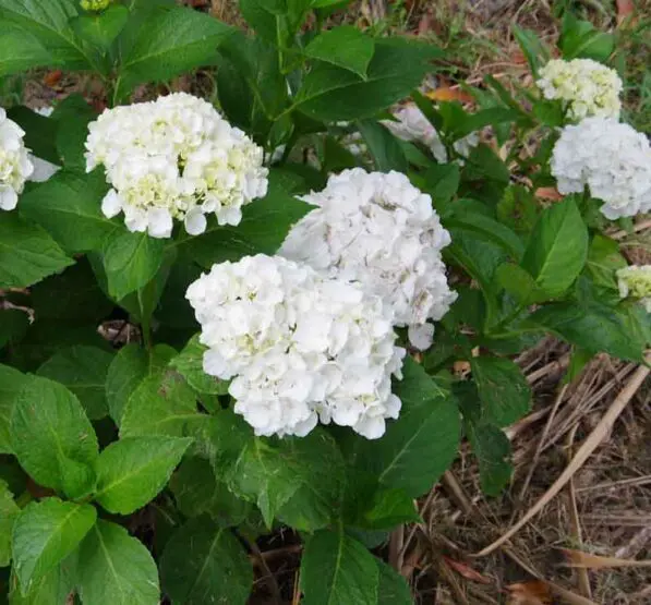 Hydrangea 'Immaculata'