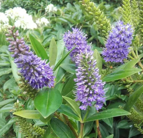 Hebe speciosa 'Blue'