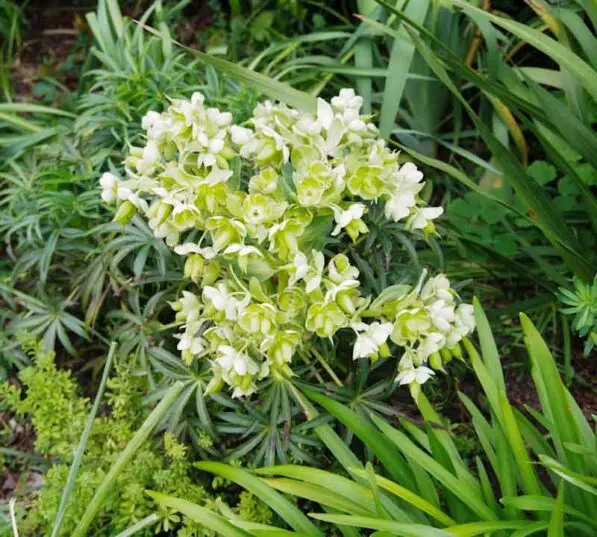 Helleborus foetidus