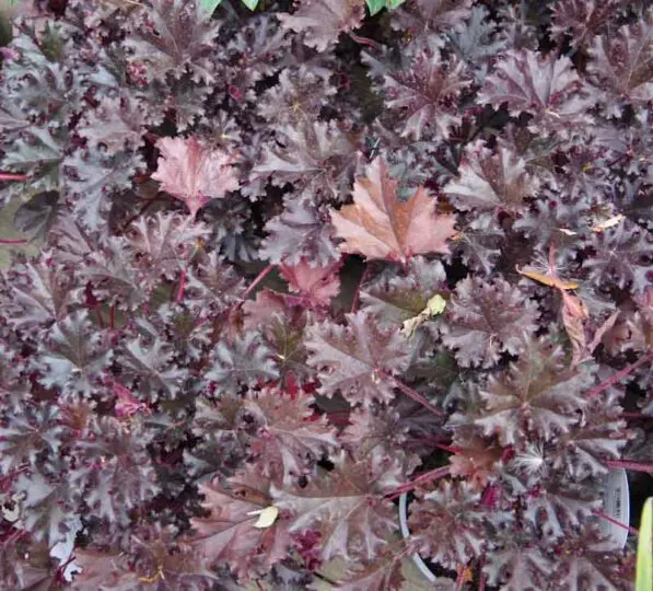 Heuchera 'Amethyst'