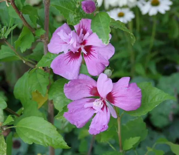 Hibiscus syriacus 'Coelestis'