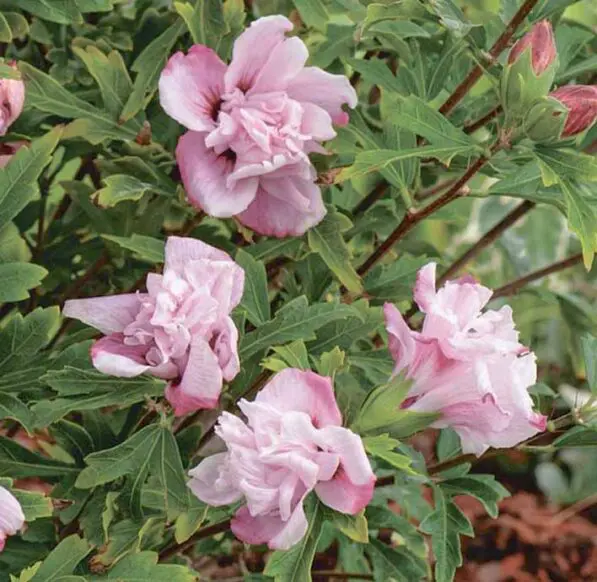 Hibiscus syriacus 'Leopoldii'