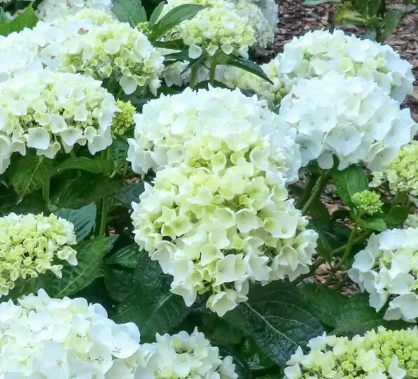 Hydrangea 'Bridal Bouquet'