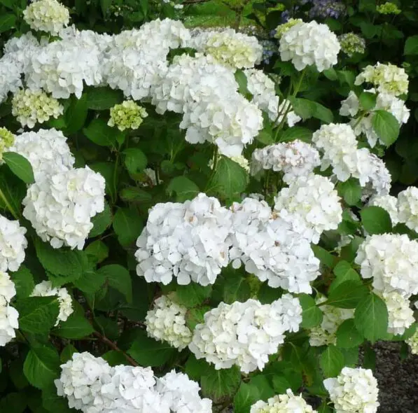 Hydrangea 'Le Cygne'