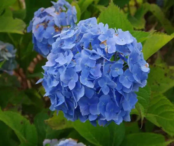 Hydrangea 'Renate Steiniger'