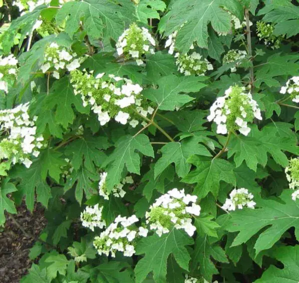 Hydrangea quercifolia 'Pee Wee'