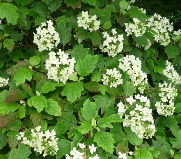 Hydrangea quercifolia 'Snowflake'