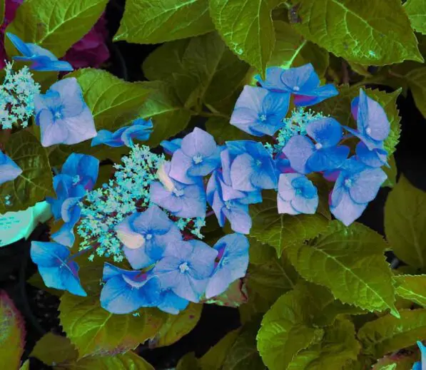 Hydrangea 'Nightingale'