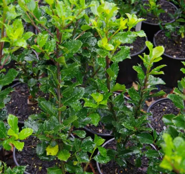 Ilex 'Blue Angel'