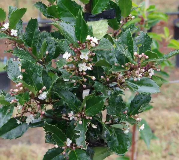 Ilex 'Blue Prince'
