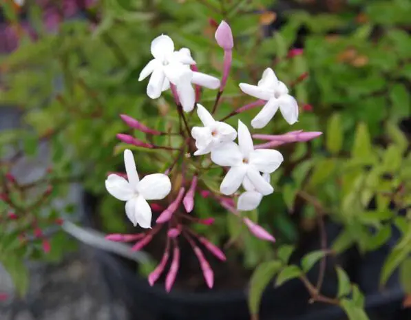 Jasminum polyanthum