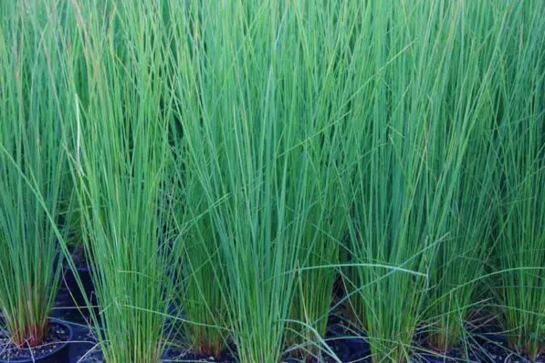 Juncus edgariae