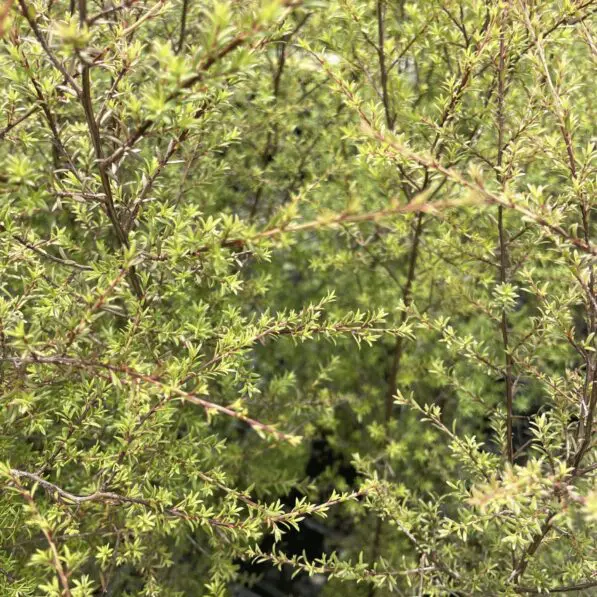 Kunzea ericoides