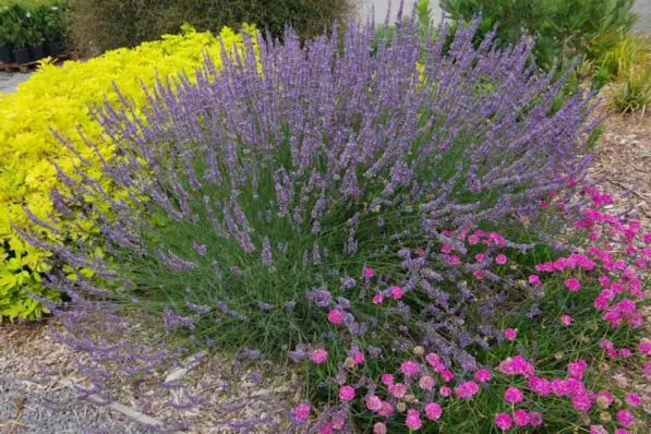 Lavandula x intermedia 'Super'