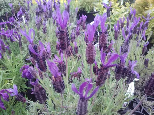 Lavandula stoechas 'Major'