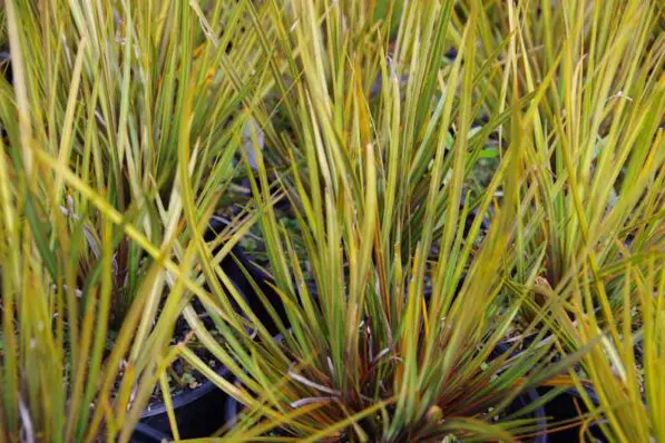 Libertia ixioides