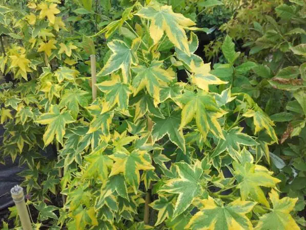 Liquidambar styraciflua 'Golden Treasure'