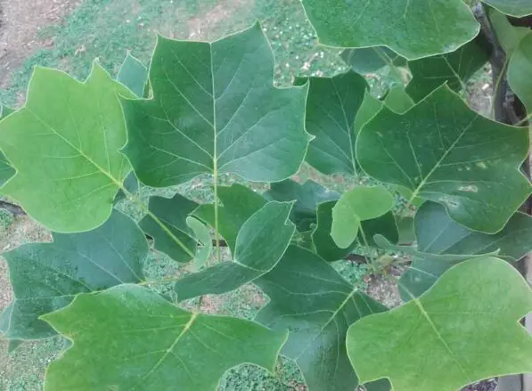 Liriodendron tulipifera 'Arnold'
