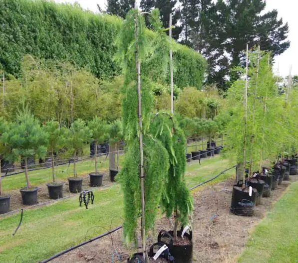 Larix 'Pendula'
