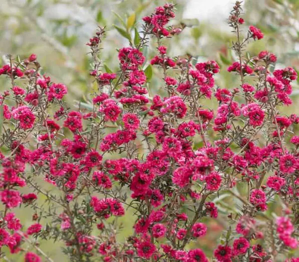 Leptospermum 'Burgundy Queen'
