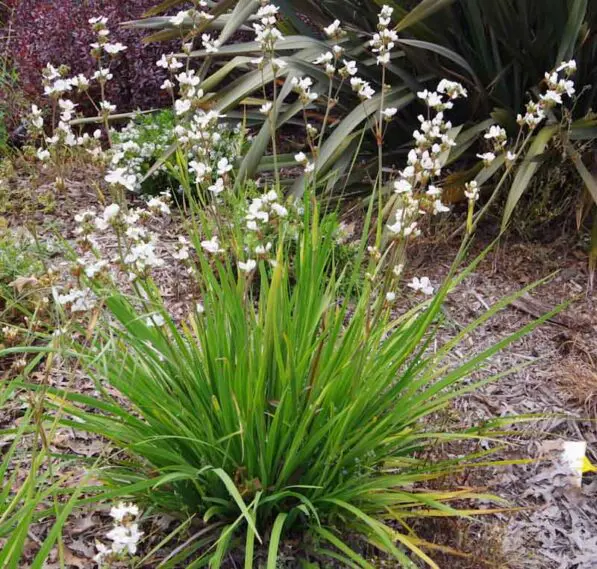 Libertia formosa