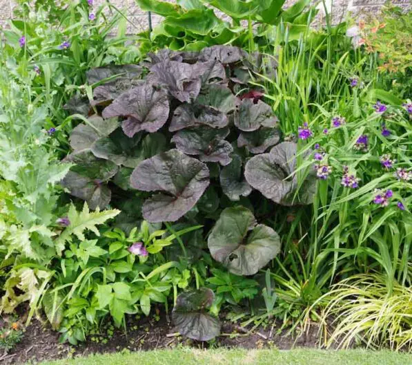 Ligularia 'Britt-Marie Crawford' PVR