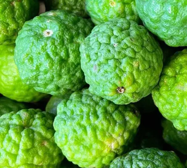 Lime Kaffir